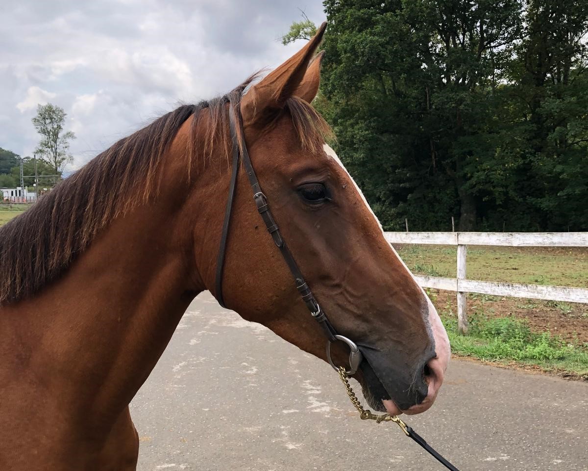 horse